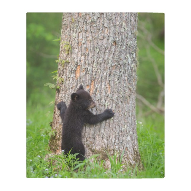 Black Bear Cub | Great Smoky Mountains メタルプリント (正面)