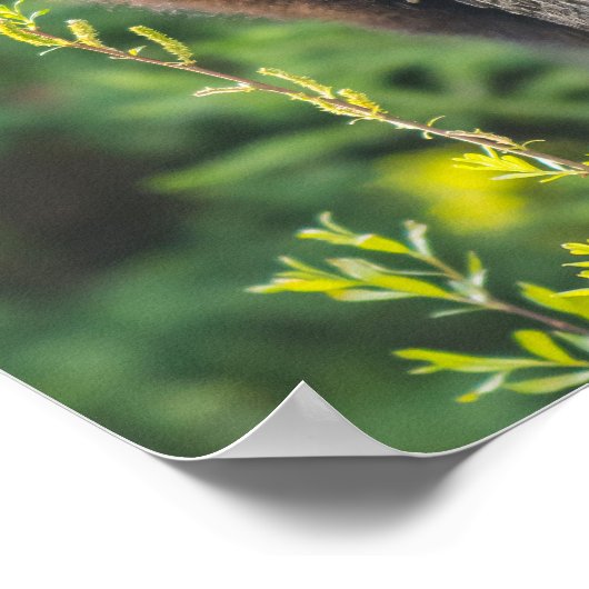 Black Bear Cub in Springtime ポスター (角)