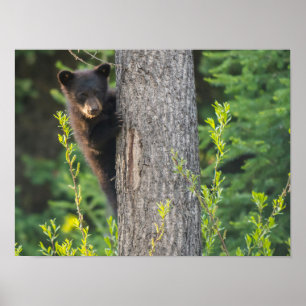 Black Bear Cub in Springtime ポスター