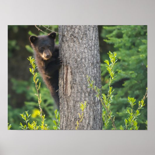 Black Bear Cub in Springtime ポスター (正面)