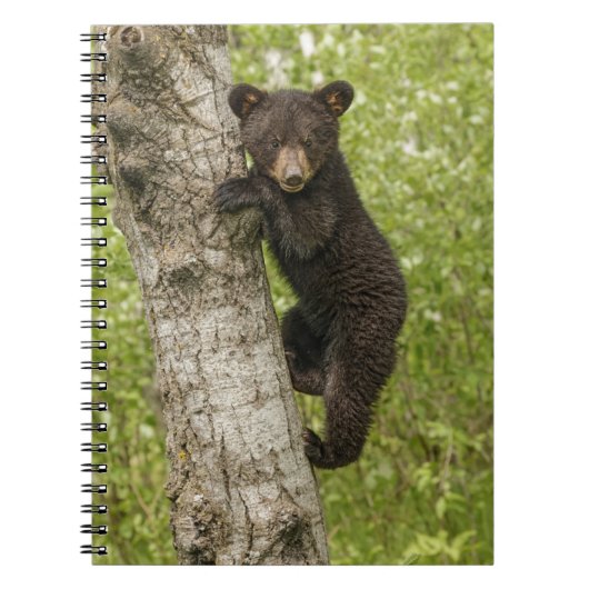 Black Bear cub In Tree ノートブック (正面)