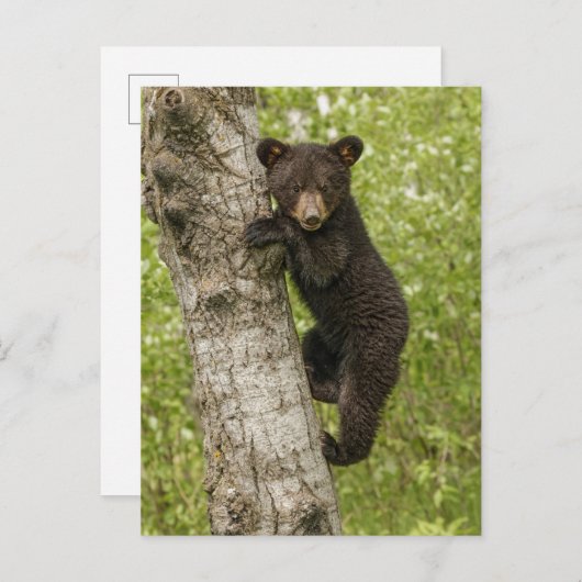 Black Bear cub In Tree ポストカード (正面/裏面)