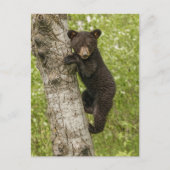Black Bear cub In Tree ポストカード (正面)