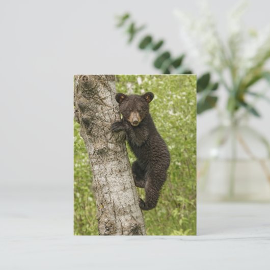 Black Bear cub In Tree ポストカード (スタンド正面)