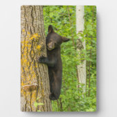 Black Bear Cub | Minnesota フォトプラーク (正面)