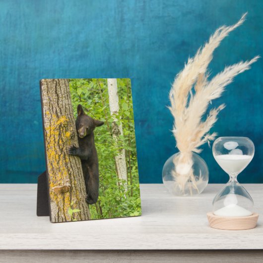 Black Bear Cub | Minnesota フォトプラーク (側面)