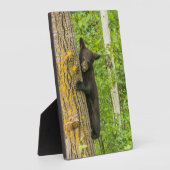 Black Bear Cub | Minnesota フォトプラーク (側面)