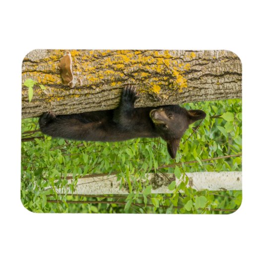 Black Bear Cub | Minnesota マグネット (横)