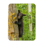 Black Bear Cub | Minnesota マグネット (縦)