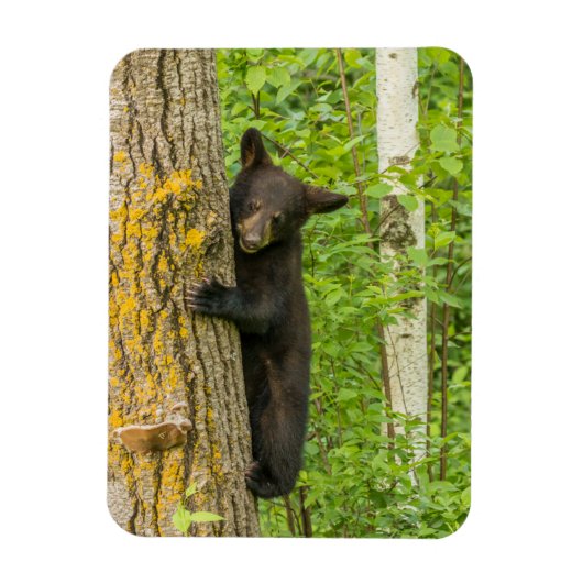 Black Bear Cub | Minnesota マグネット (縦)