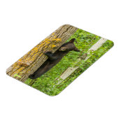 Black Bear Cub | Minnesota マグネット (左側)