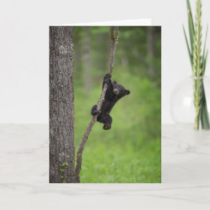 Black Bear Cub playing on Tree Limb カード