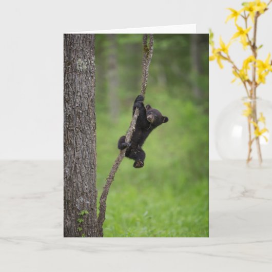 Black Bear Cub playing on Tree Limb カード (黄色い花)