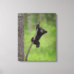 Black Bear Cub playing on Tree Limb キャンバスプリント