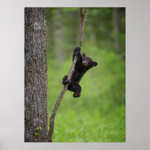 Black Bear Cub playing on Tree Limb ポスター