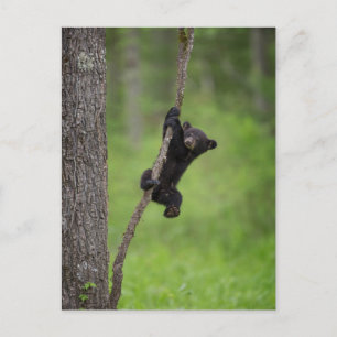 Black Bear Cub playing on Tree Limb ポストカード