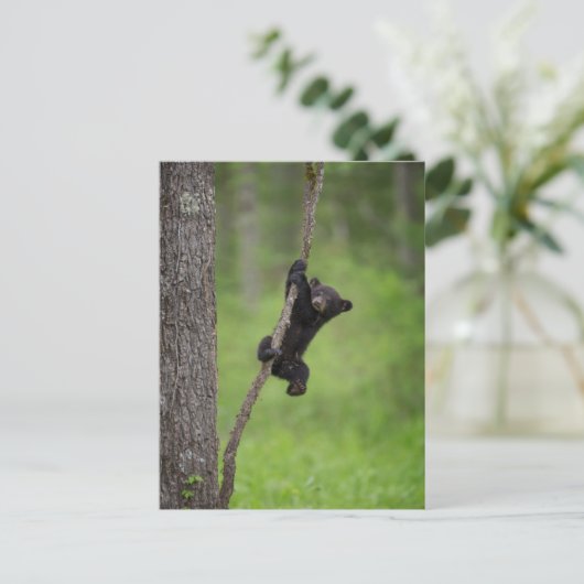 Black Bear Cub playing on Tree Limb ポストカード (スタンド正面)