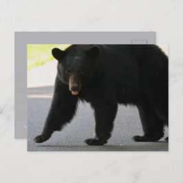 Black Bear in Cades Cove - Great Smokey Mountains  ポストカード