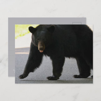 Black Bear in Cades Cove - Great Smokey Mountains  ポストカード