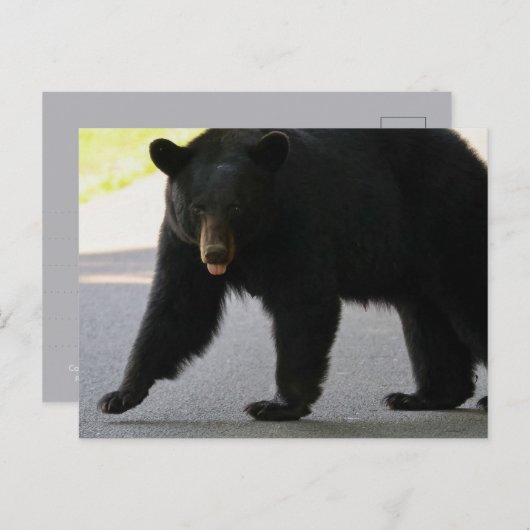Black Bear in Cades Cove - Great Smokey Mountains  ポストカード (正面/裏面)