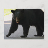 Black Bear in Cades Cove - Great Smokey Mountains  ポストカード (正面)