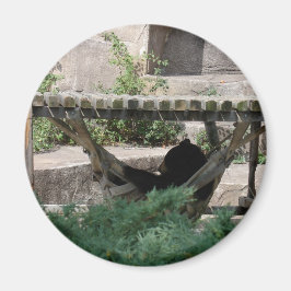 Black Bear in Hammock マグネット
