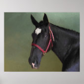 Black Beauty ポスター (正面)