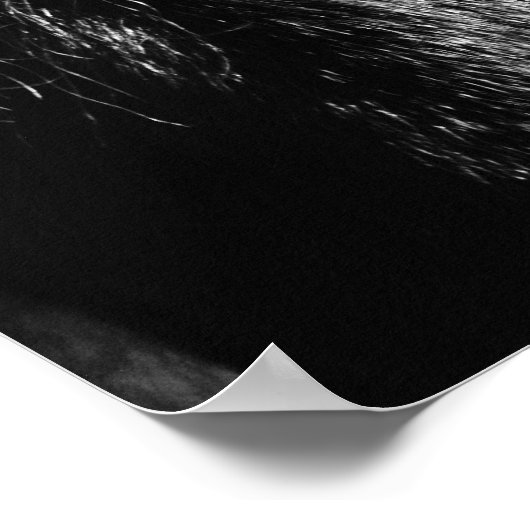 Black Beauty - Poster ポスター (角)