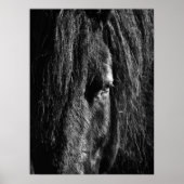 Black Beauty - Poster ポスター (正面)