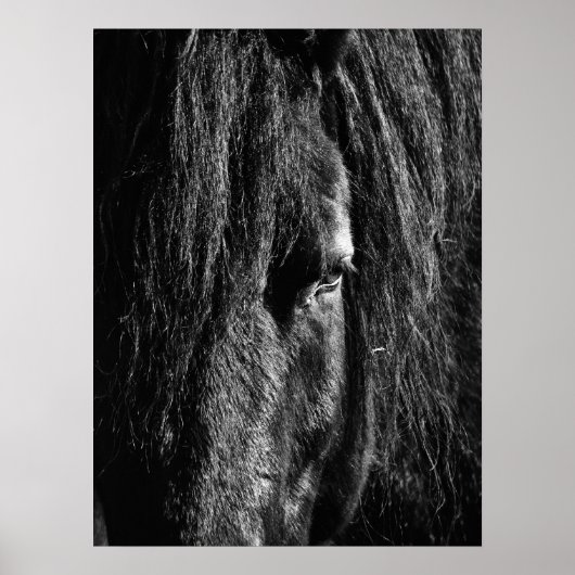 Black Beauty - Poster ポスター (正面)