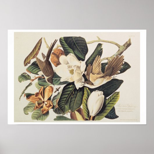 Black-billed Cuckoo on Magnolia Grandiflora, 1828, ポスター (正面)