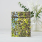 Black-Capped Chickadee Postcard ポストカード (スタンド正面)