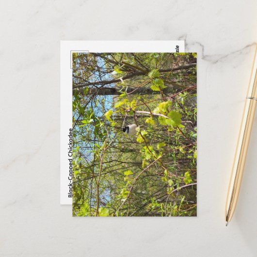 Black-Capped Chickadee Postcard ポストカード (正面/裏面インサイチュ)