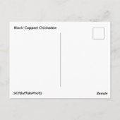 Black-Capped Chickadee Postcard ポストカード (裏面)