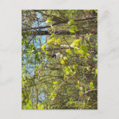 Black-Capped Chickadee Postcard ポストカード (正面)