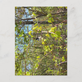 Black-Capped Chickadee Postcard ポストカード