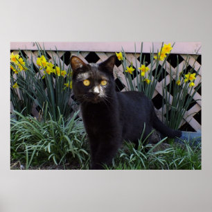 Black Cat in the Daffodils Poster ポスター