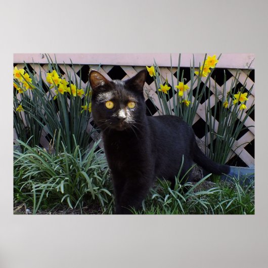 Black Cat in the Daffodils Poster ポスター (正面)