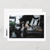 Black Cat Postcard Print by JH Thornton ポストカード (正面/裏面)