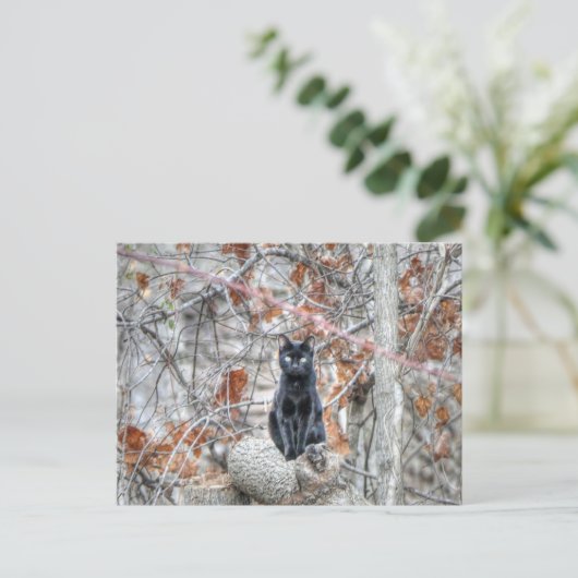 Black Cat Sitting Outdoors ポストカード (スタンド正面)