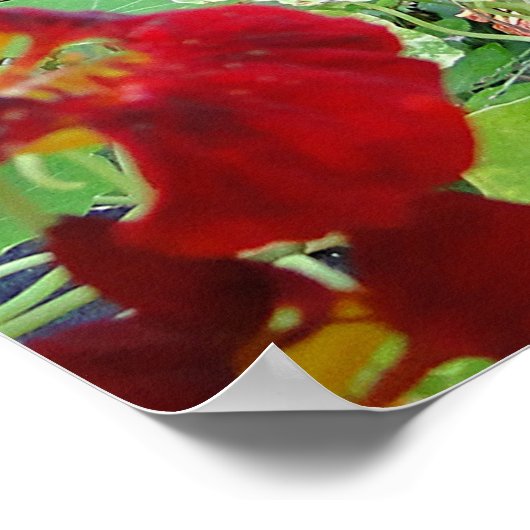 Black Cat Summer Garden Photography ポスター (角)