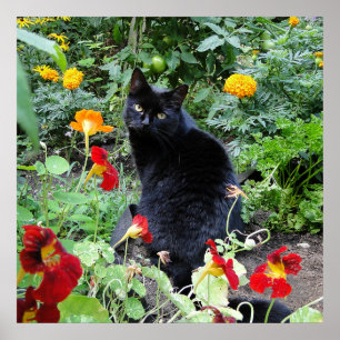 Black Cat Summer Garden Photography ポスター