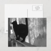 Black Cat Walks -遠くにポストカード ポストカード (正面/裏面)