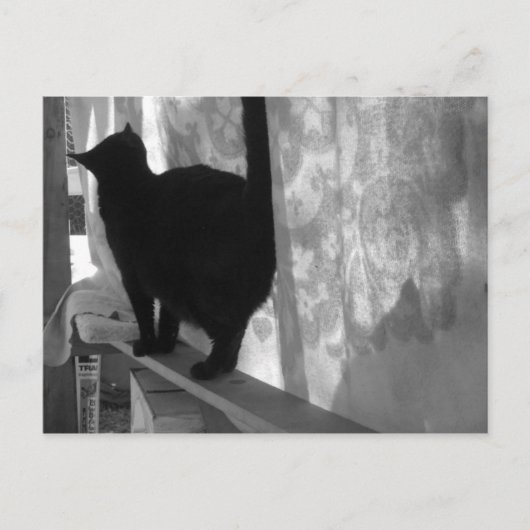 Black Cat Walks -遠くにポストカード ポストカード (正面)
