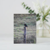 BLACK DRONGO ON POST RURAL QUEENSLAND AUSTRALIA ポストカード (スタンド正面)