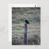 BLACK DRONGO ON POST RURAL QUEENSLAND AUSTRALIA ポストカード (正面/裏面)