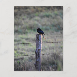 BLACK DRONGO ON POST RURAL QUEENSLAND AUSTRALIA ポストカード