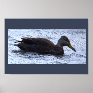 Black Duck Photo Poster ポスター