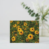 Black Eed Susanの花 ポストカード (スタンド正面)