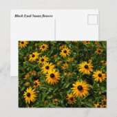 Black Eed Susanの花 ポストカード (正面/裏面)